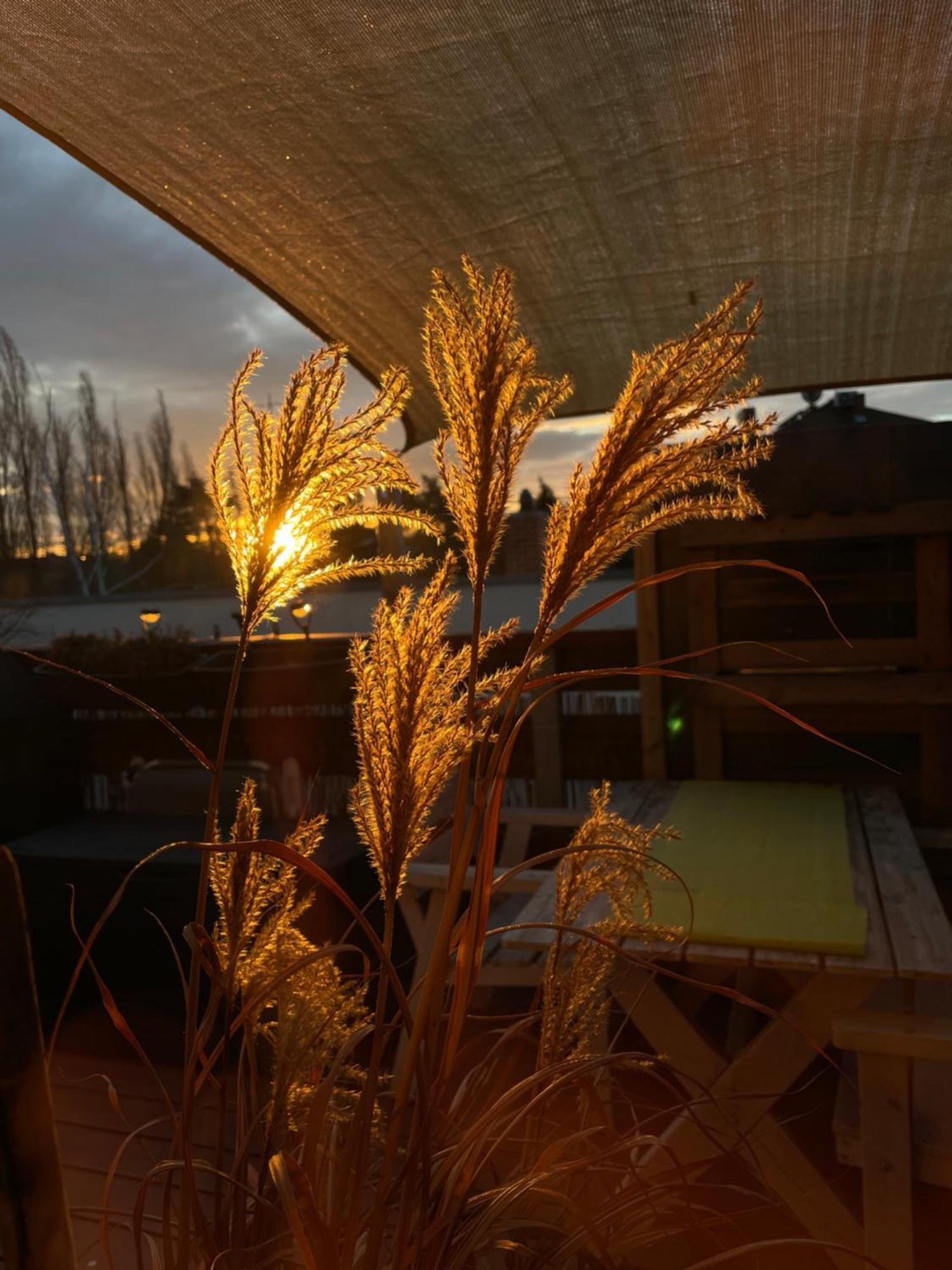 Bambus, Jungle, Dachterrasse & Bequem Bis Zentrum ラーデボイル エクステリア 写真